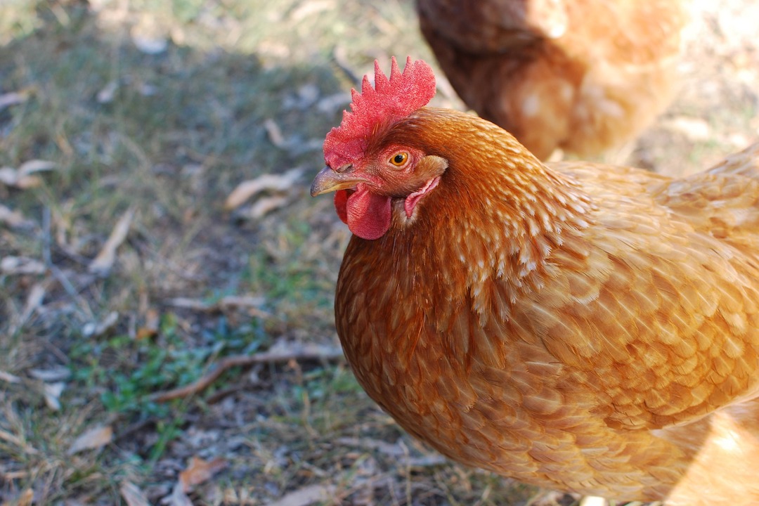 Poule rousse