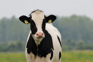 Vache noire et blanche