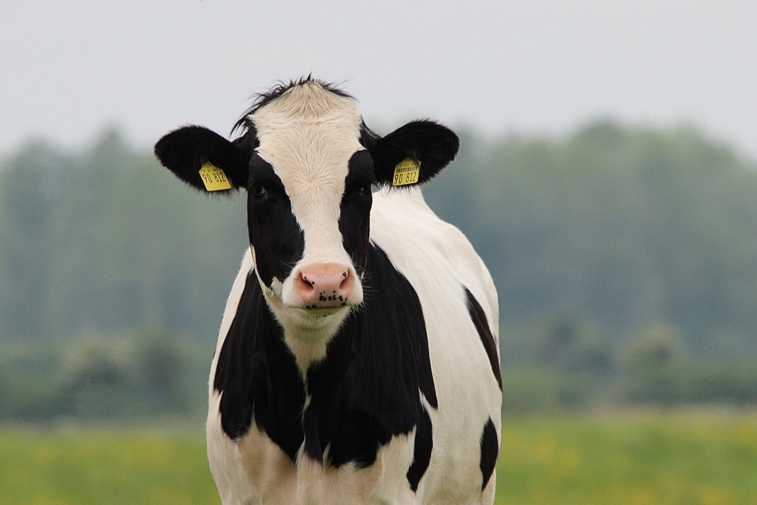 Vache noire et blanche