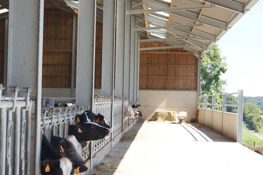 Intérieur étable vaches